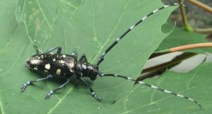Asiatischer Laubbockkäfer